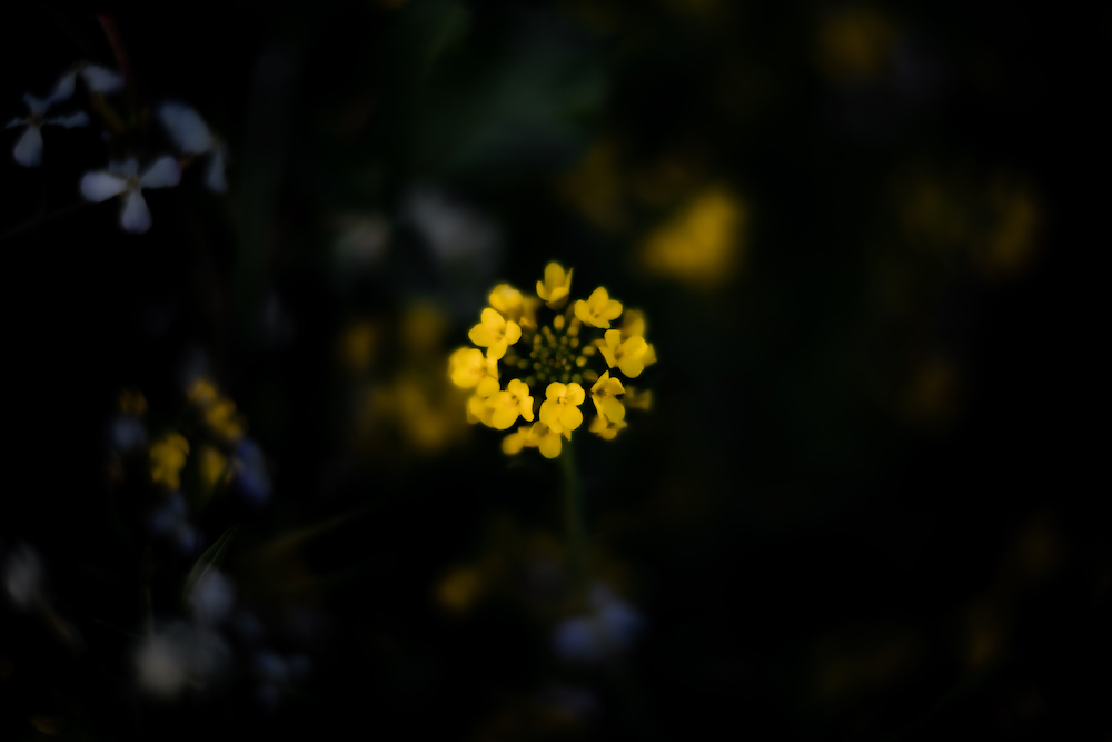 Floral, natural, and textural photography from Mt Hood, Mirror Lake, Lost Lake, Smith Rock State Park, Painted Hills, Blue Pool, Cannon Beach, California.